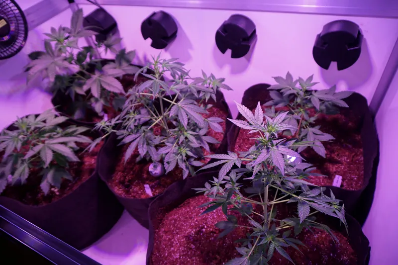 Growing from the best Dutch Passion seeds
