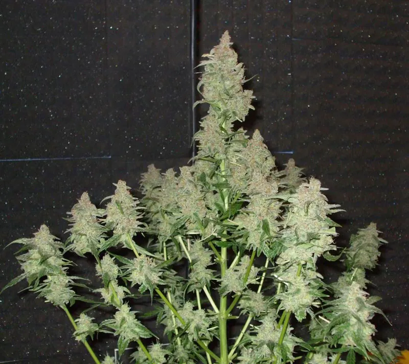 dutch-passion-cannabis-seed-company-euforia-one-of-the-best-sativa-dominant-varieties