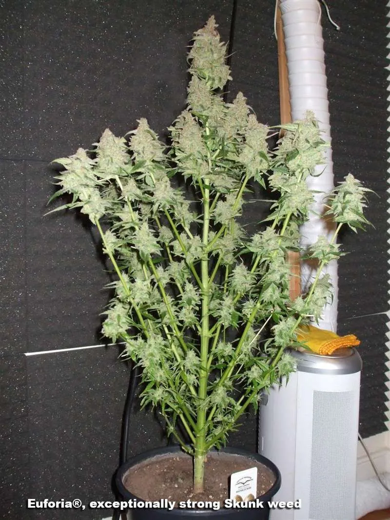 Euforia, exceptionally strong Skunk weed
