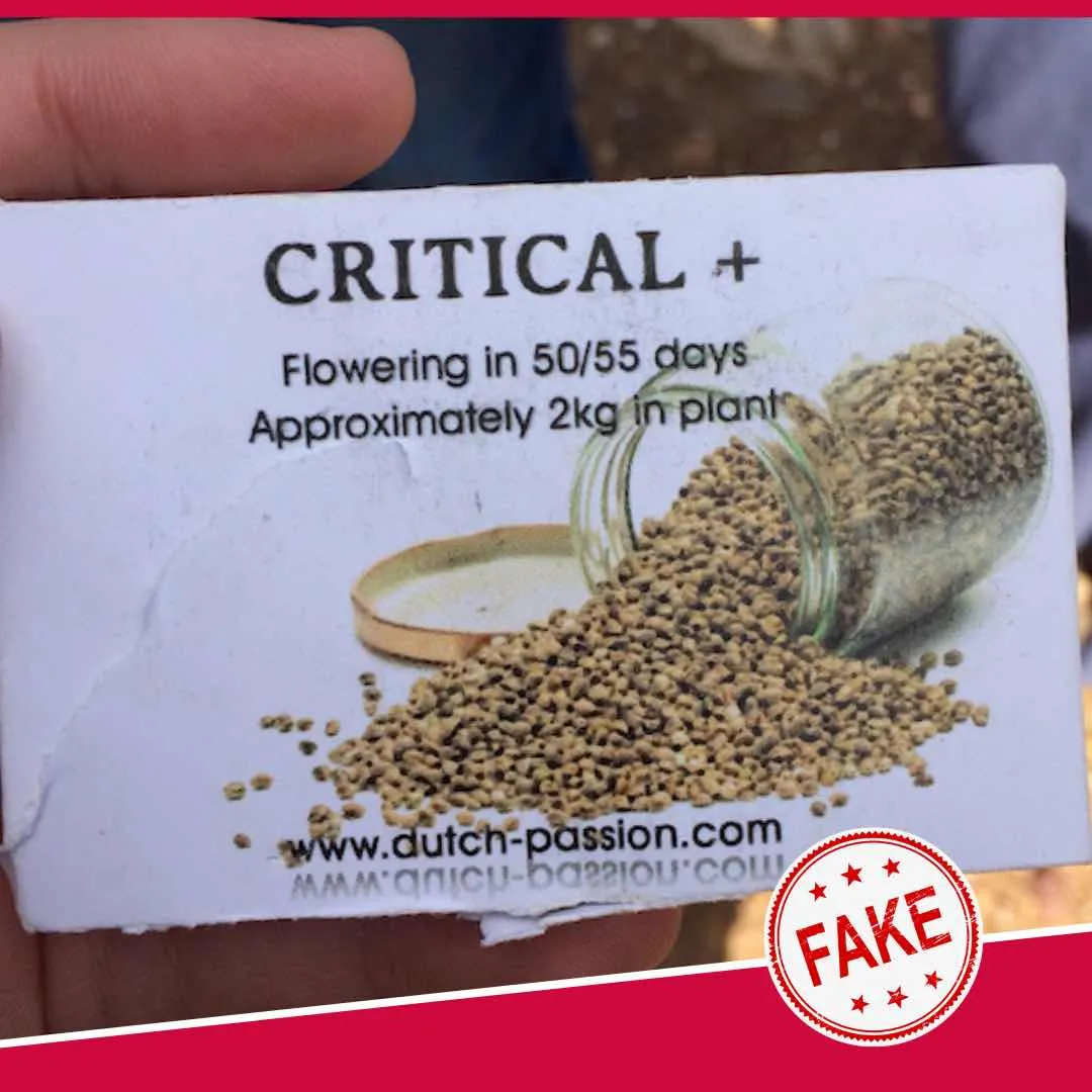 Fake Dutch Passion cannabis seeds packaging 1