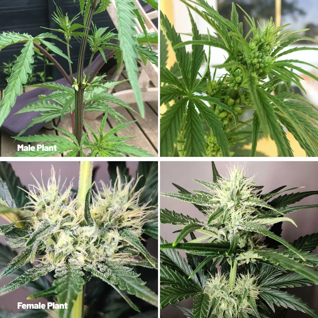 female-and-male-cannabis-plant-difference