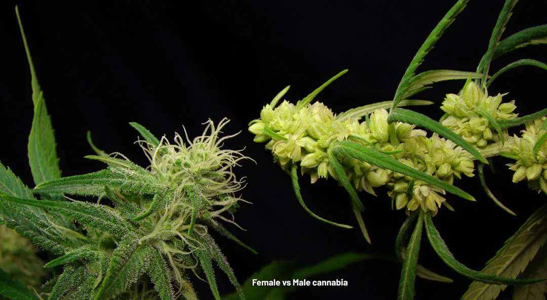 female-vs-male-cannabis-dutch-passion-seed-company