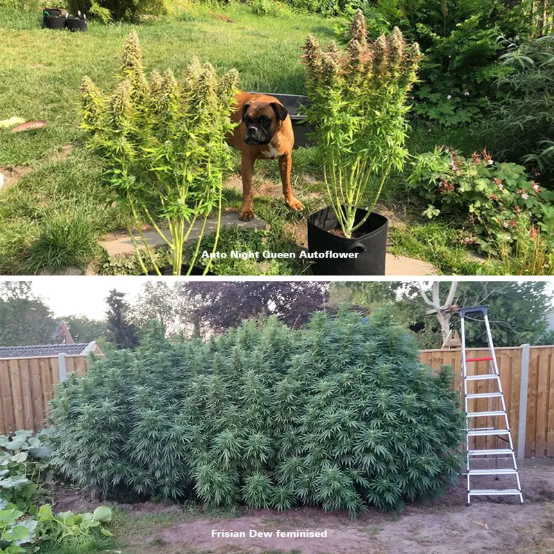 Autoflower vs feminised outdoor grow