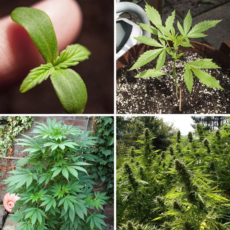 The four stages of the cannabis plant lifecycle (germination, seedling, veg, bloom)