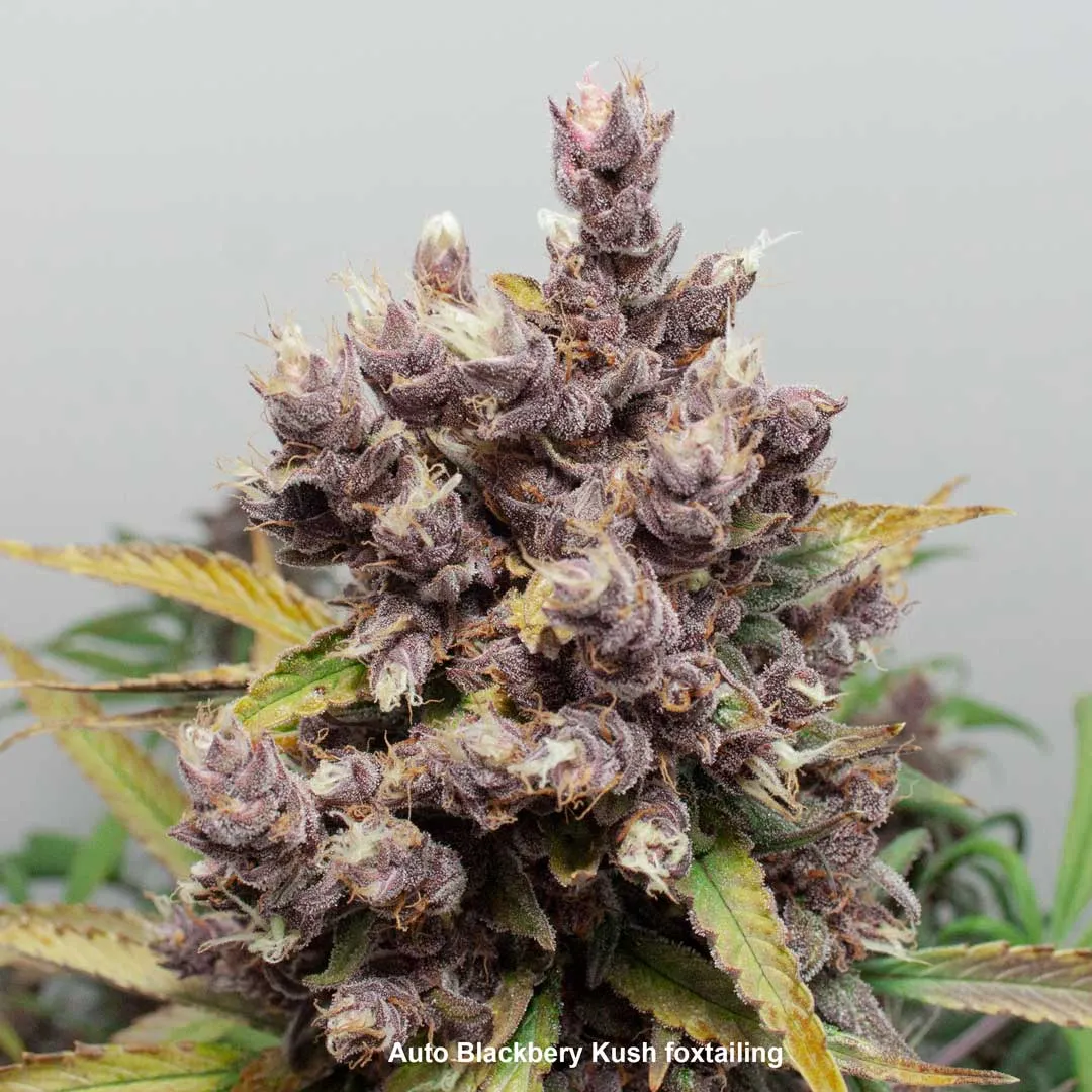 foxtailing-auto-blackberry-cannabis-plant