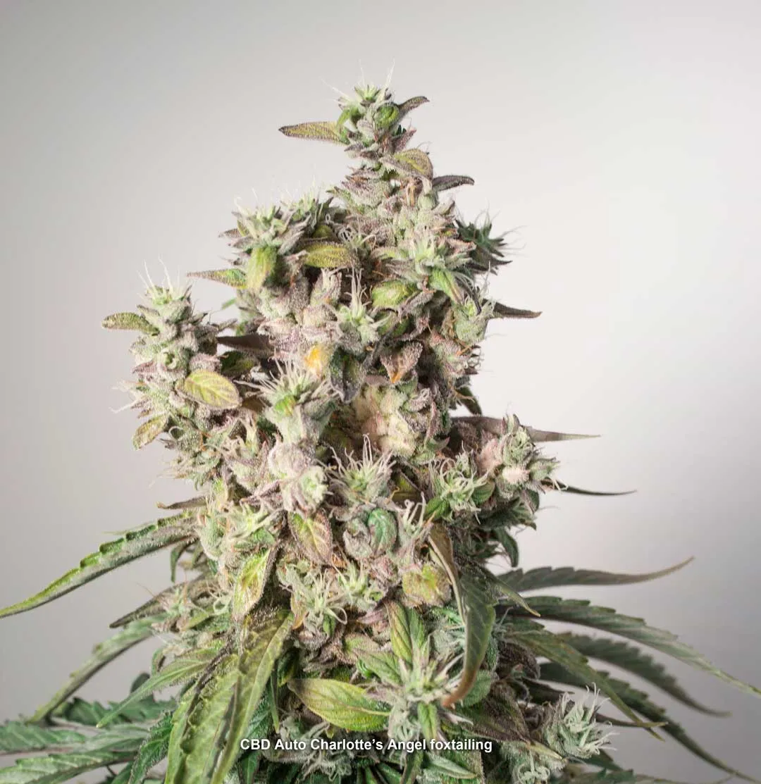 foxtailing-cbd-auto-charlottes-angel-cannabis-bud
