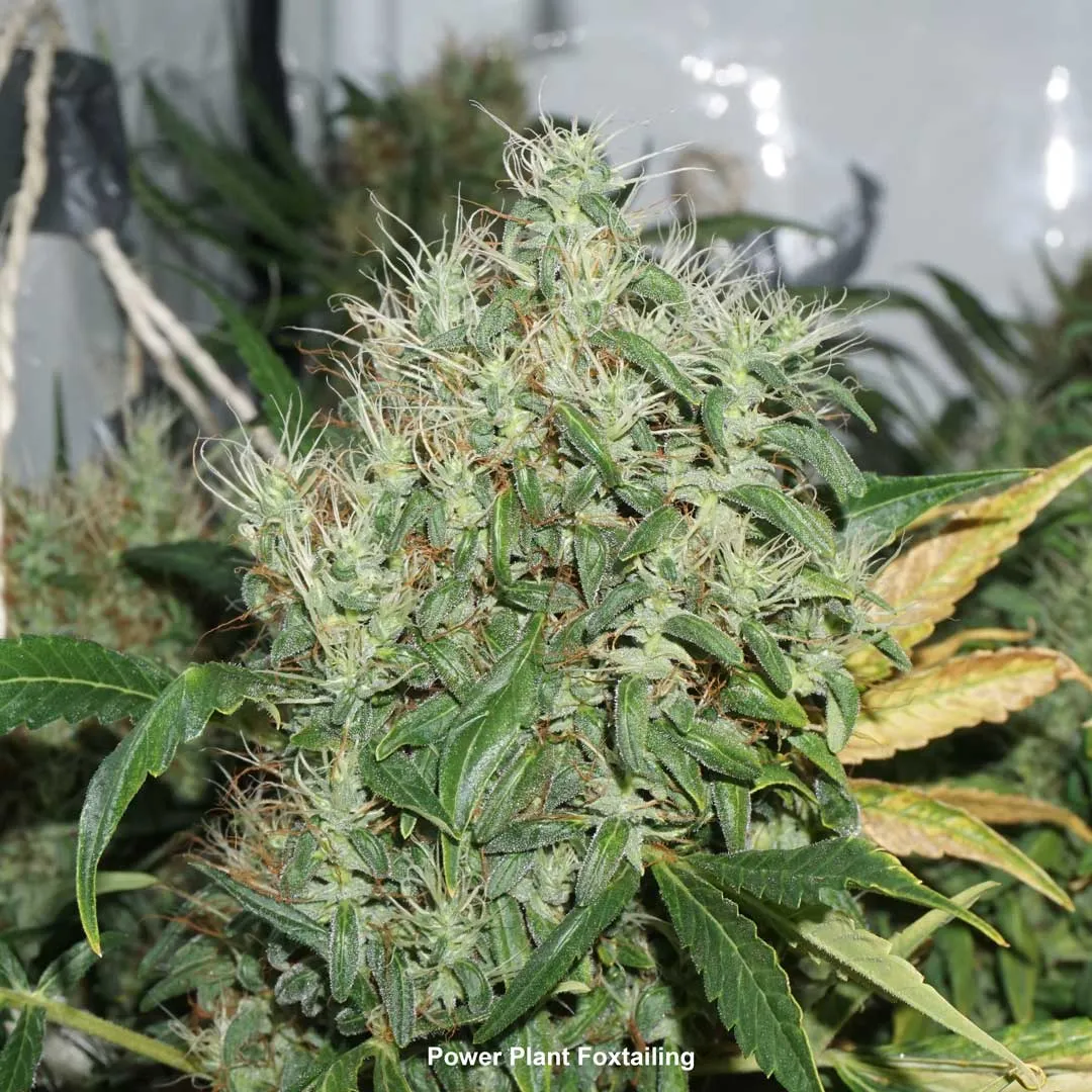 foxtailing-power-plant-cannabis-bud