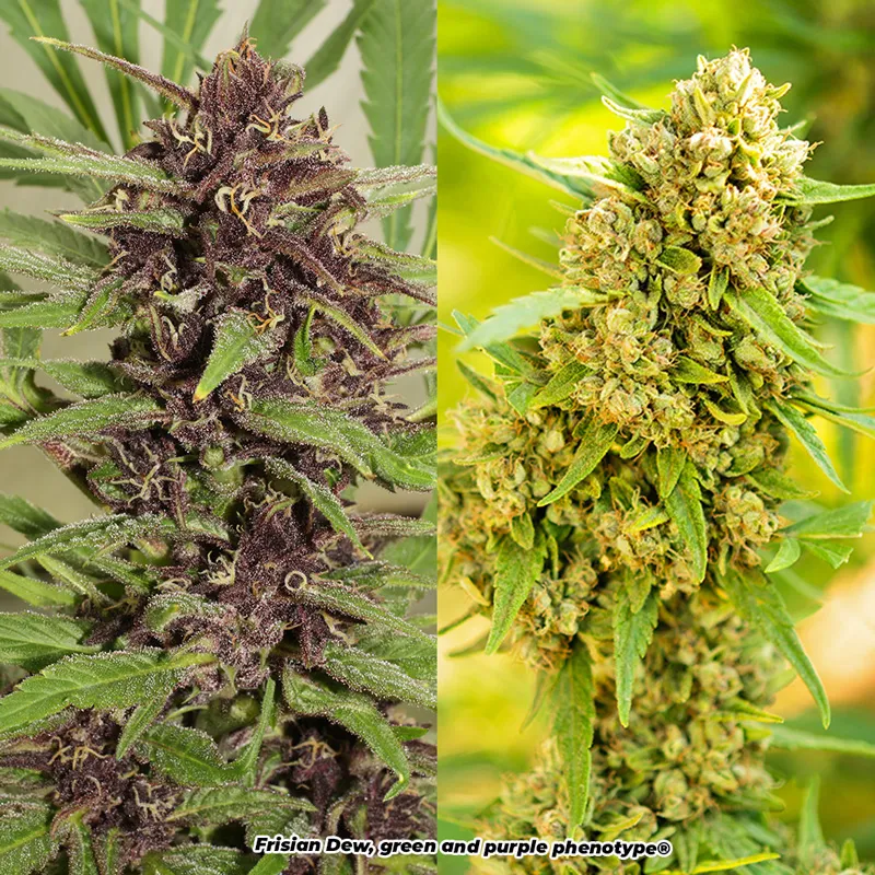 Frisian Dew green and purple phenotype