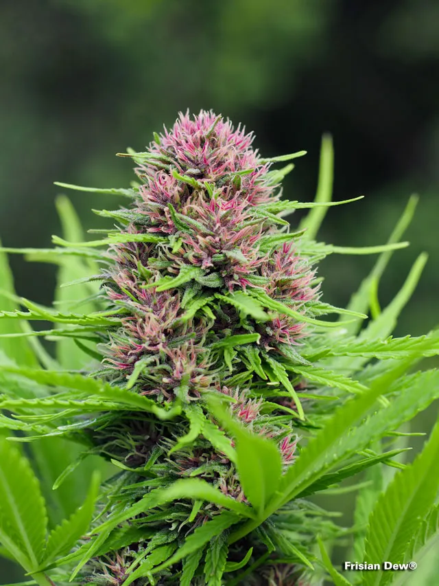 largest-outdoor-marihuana-dutch-frisian-dew-strain-high-yield