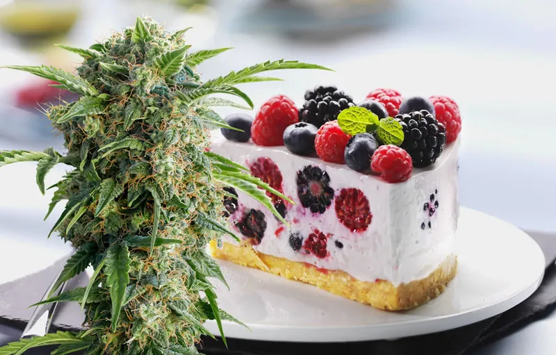 sweet-fruit-cake-and-sour-Auto-Daiquiri-Lime-dutch-passion-seed-company-cannabis-food