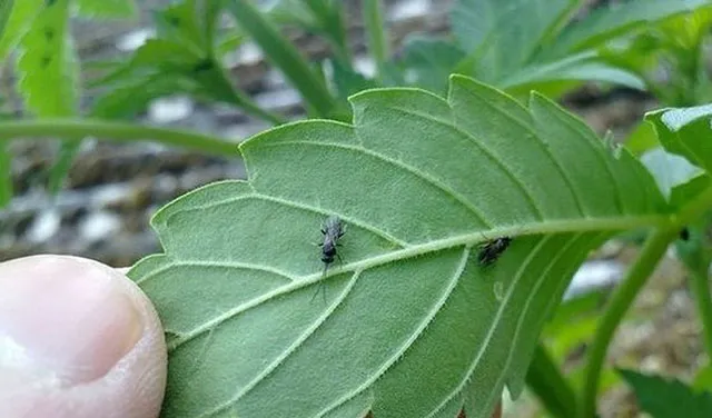 controlling fungus gnats in cannabis grows
