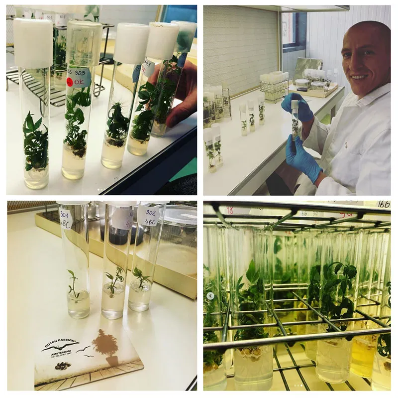 new-cannabis-with-thcv-and-cbg