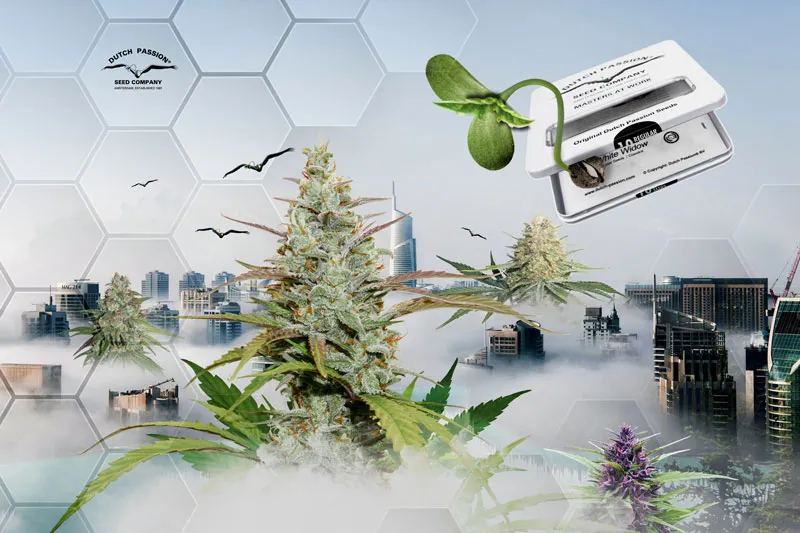 cannabis-of-the-future