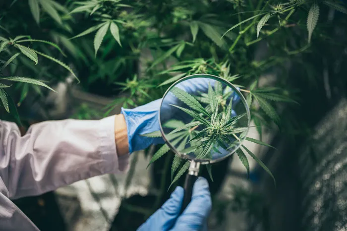 Future of cannabis seeds genetics