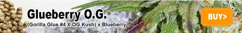 Glueberry OG