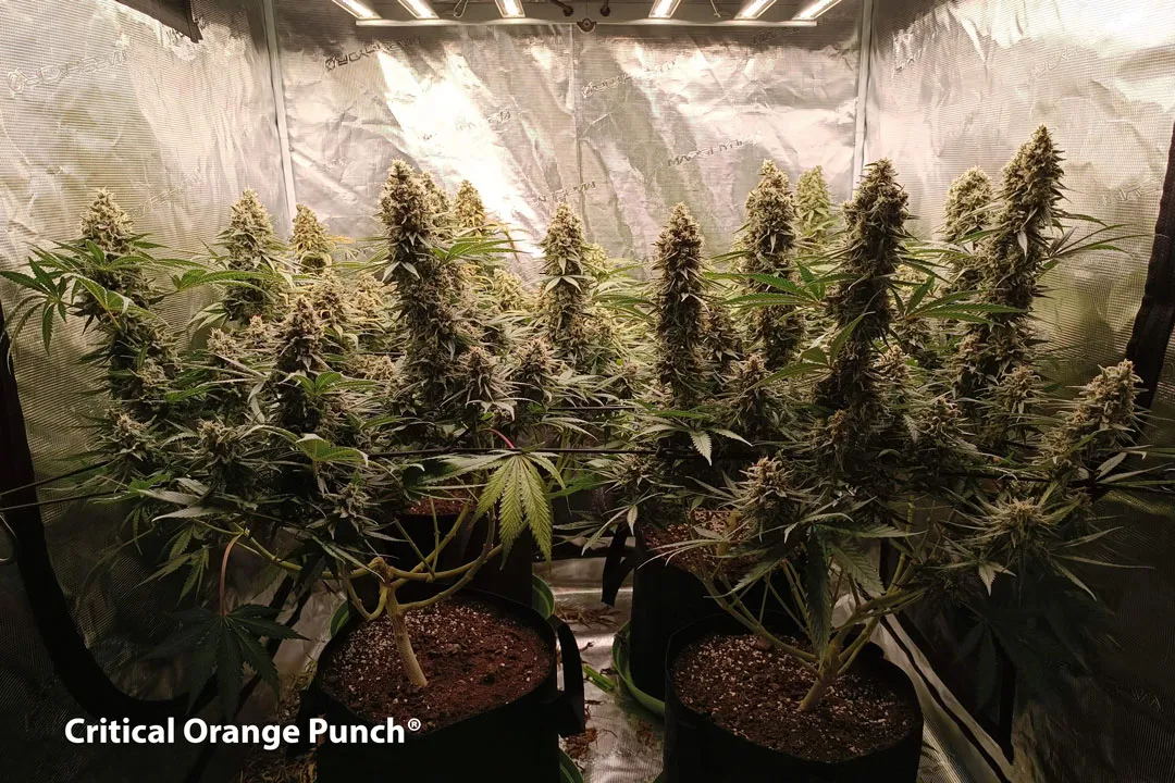 growing-cannabis-in-a-room-together