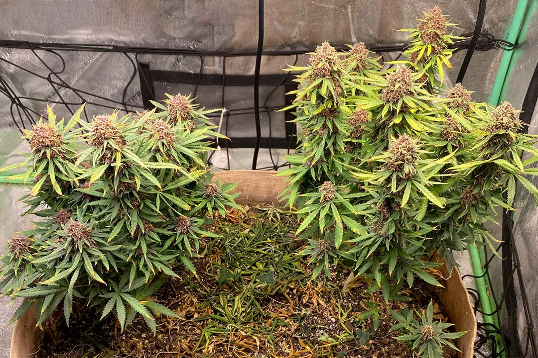 growing-cannabis-together-in-the-same-pot