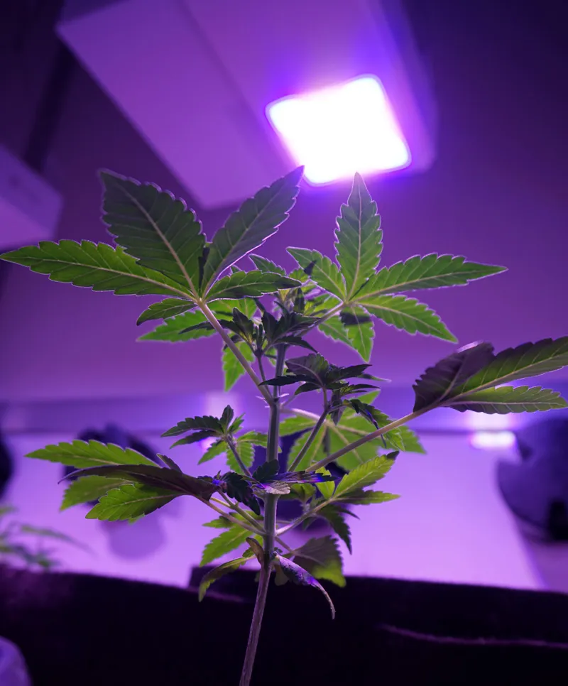Domowa marihuana. Własna uprawa z nasion konopi jest najbezpieczniejsza.