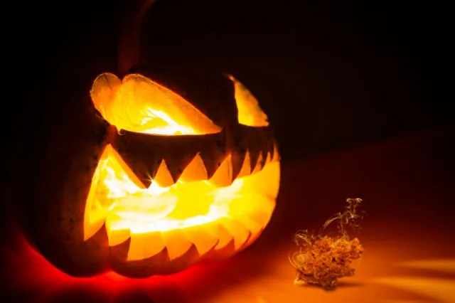 halloween-and-cannabis-spooky-carved-pumpkin-cannabis-dutch-passion-seeds