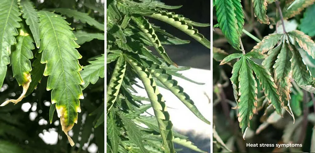 Cannabis showing heat stress symptoms