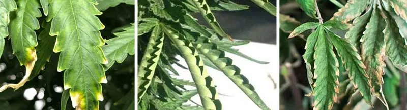 Heat stess symptoms in cannabis