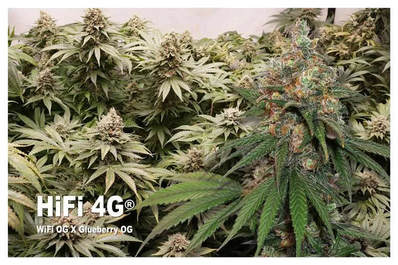 HiFi 4G - WiFI OG X Glueberry OG
