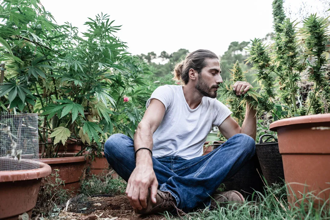 home grown cannabis plants in a european garden