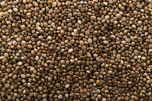 Hundreds of cannabis seeds