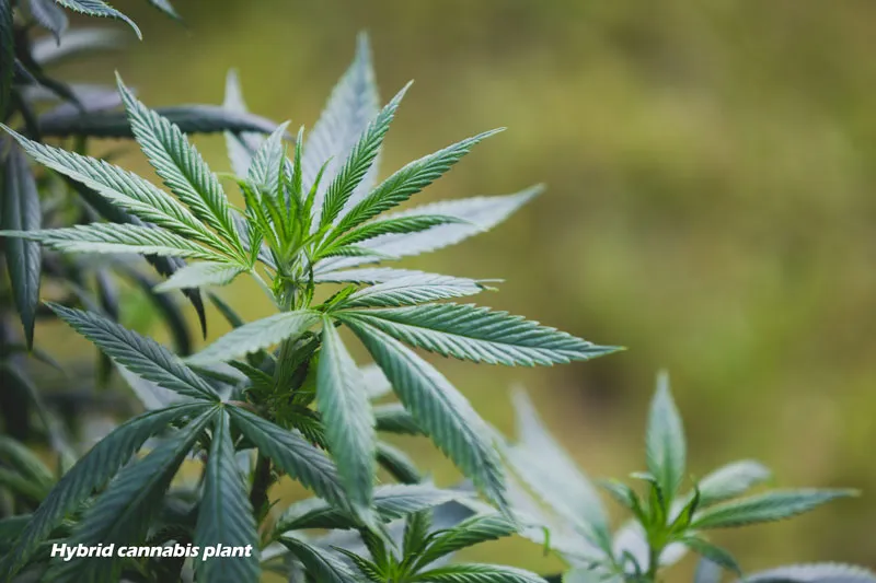 Hybrid cannabis leaf shape