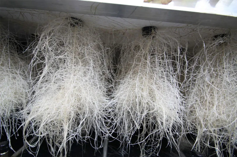 dutch-passion-cannabis-seed-company-cannabis-root-system-hydroponics-cannabis-roots-growing-in-water