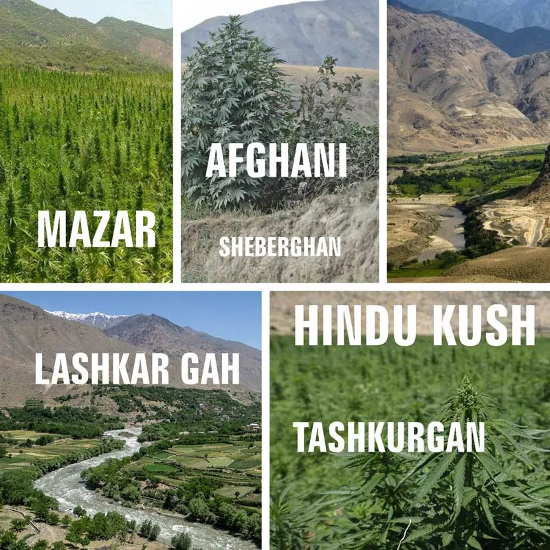Indica landrace strains