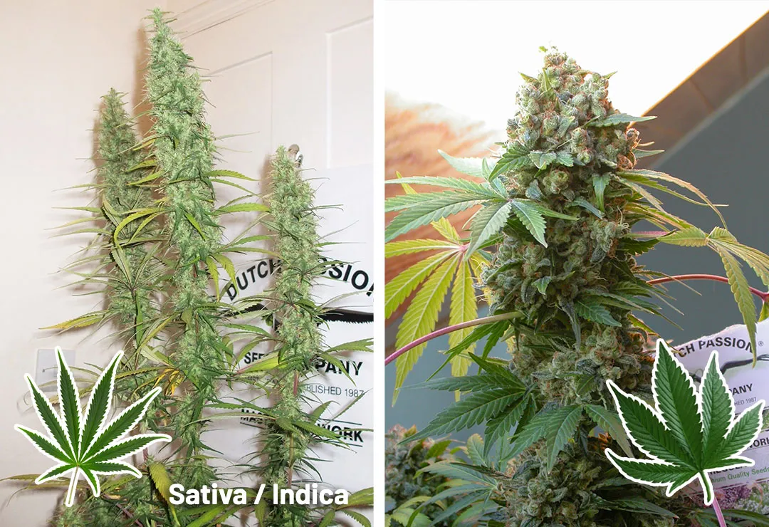 indica-sativa-cannabis