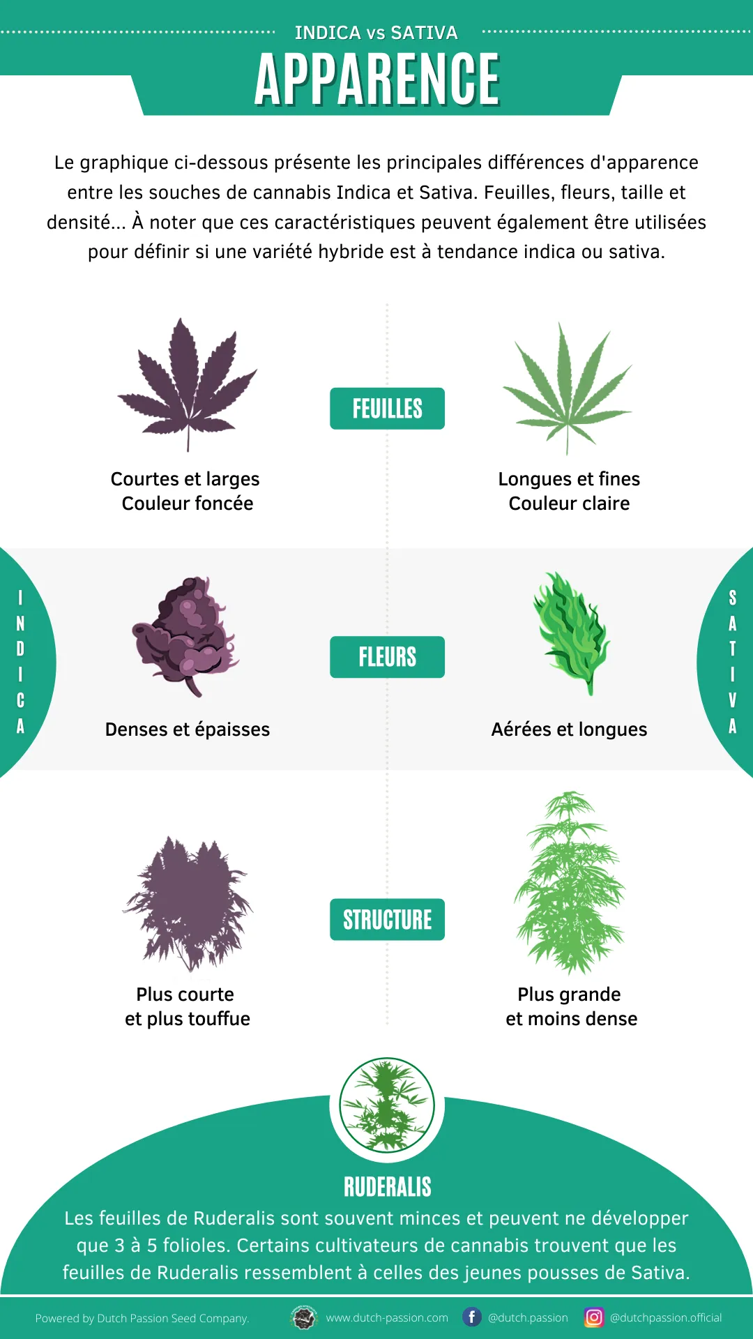 Indica vs Sativa Apparance