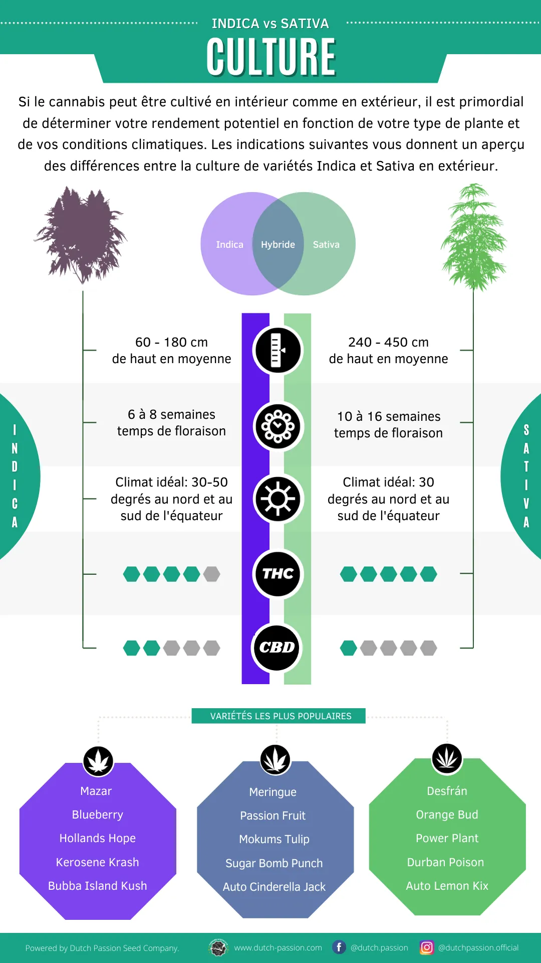 Indica vs Sativa Culture