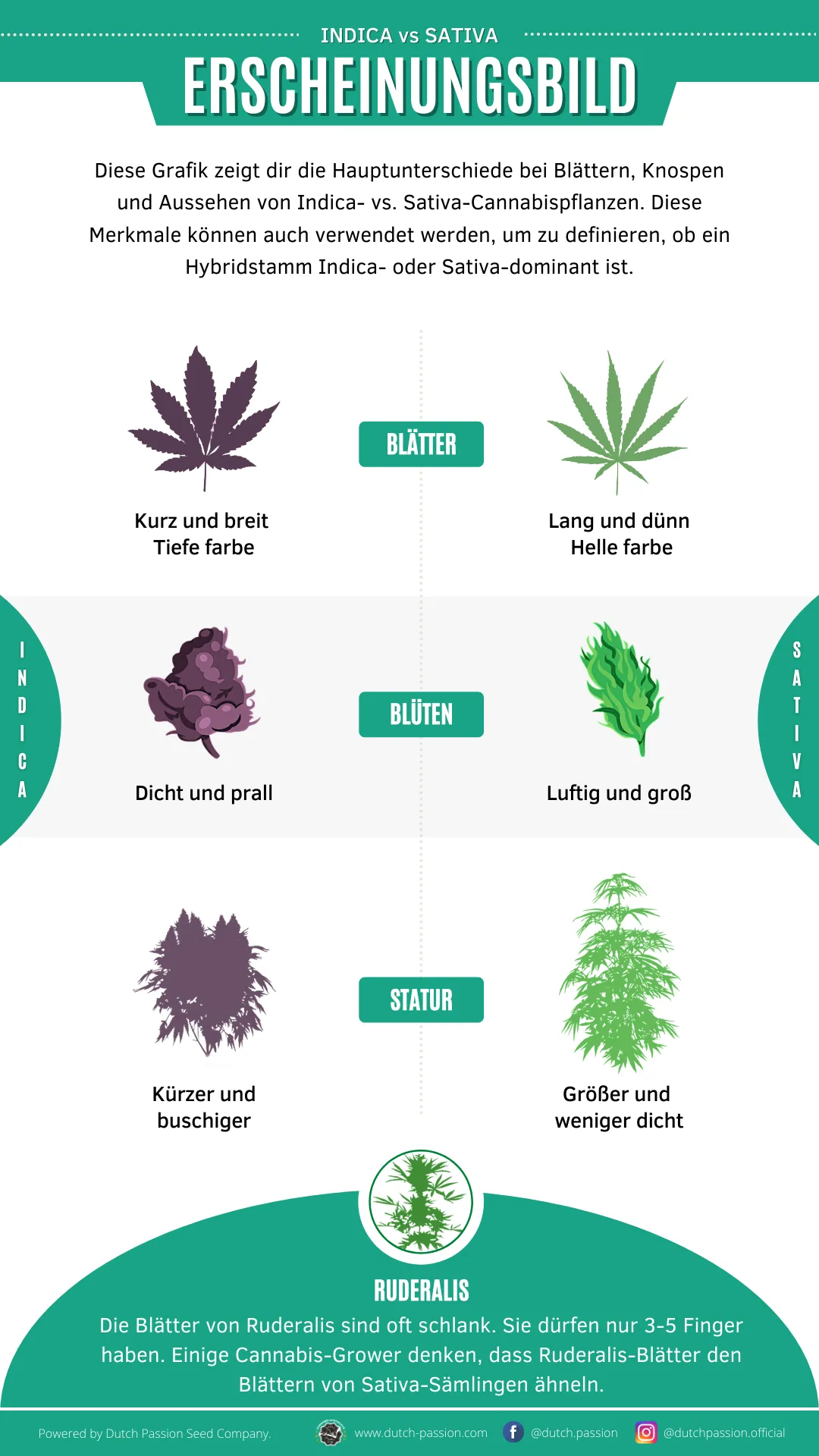 Indica vs Sativa appearance