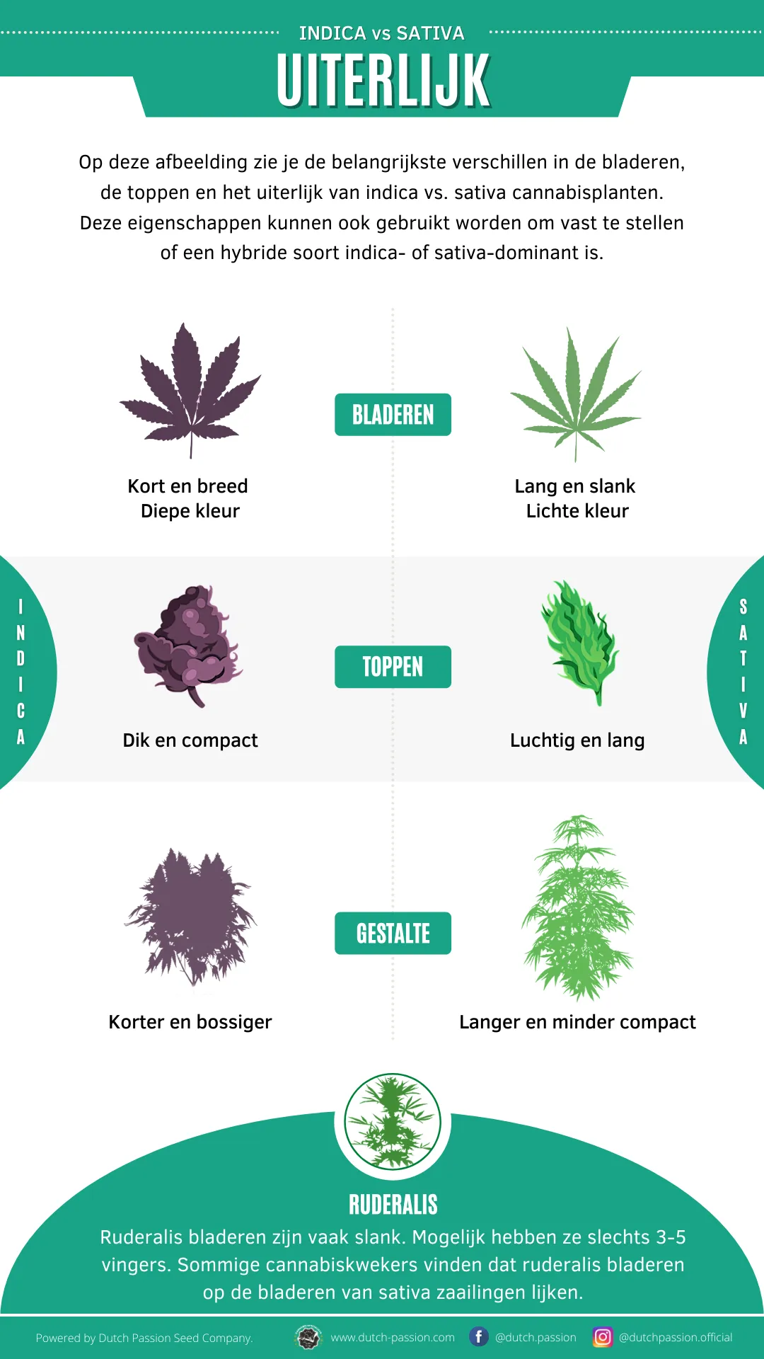 Indica vs Sativa Uiterlijk