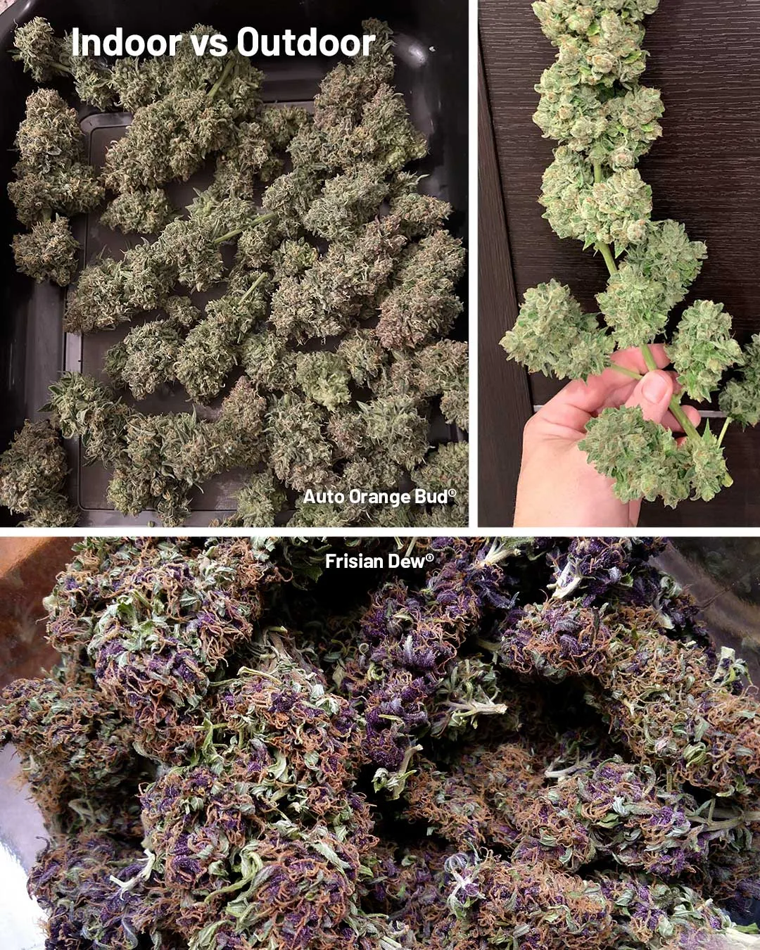indoor vs outdoor bud size and weight