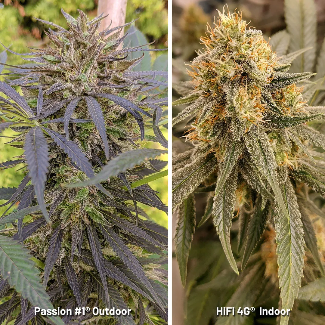 indoor-vs-outdoor-coloured-cannabis