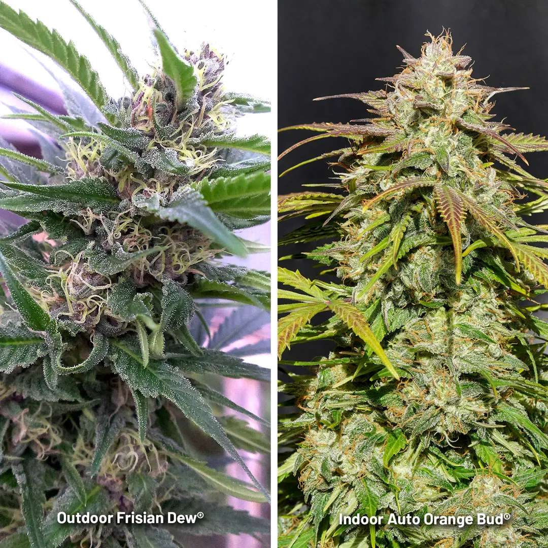 indoor-vs-outdoor-coloured-cannabis-trichomes