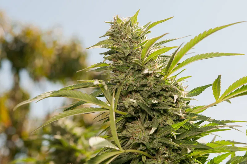 dutch-passion-cannabis-seed-company-top-5-indica-varieties-jorges-diamonds