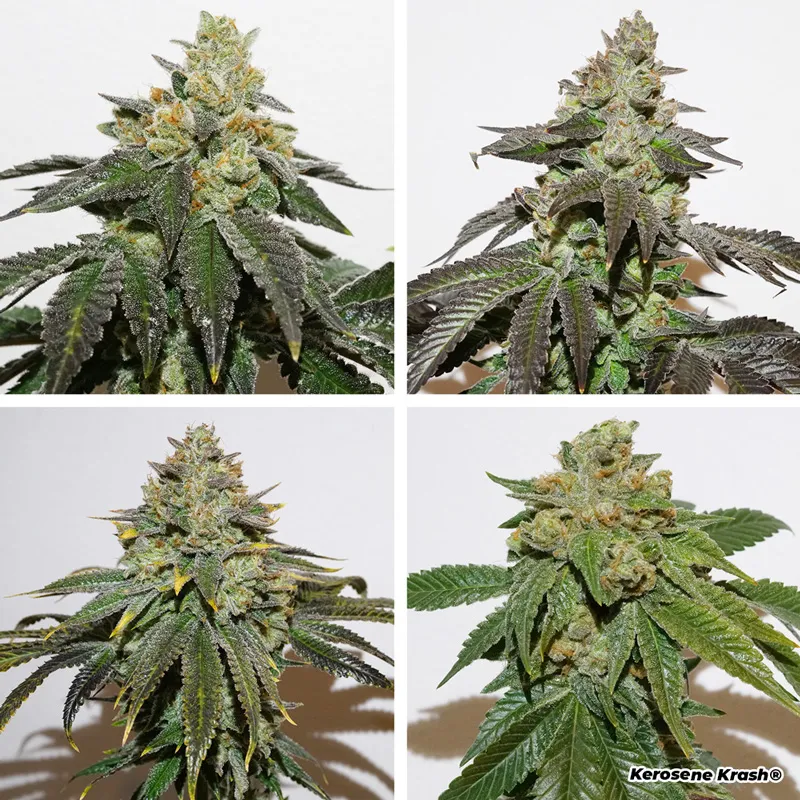 Four different phenotypes of Kerosene Krash