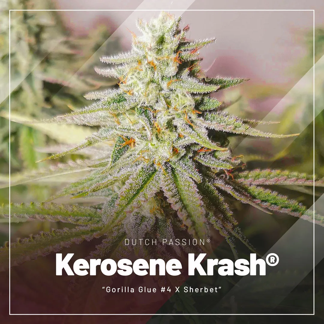 kerosene-krash-cannabis-seeds-by-Dutch-Passion