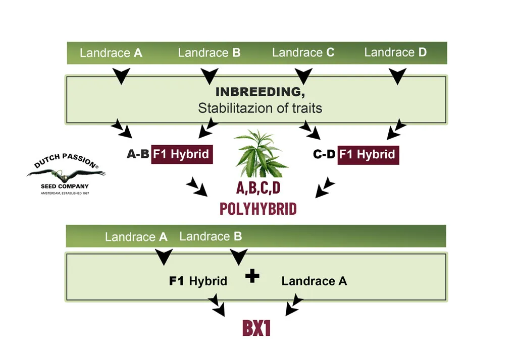 landrace-Breeding-scedule
