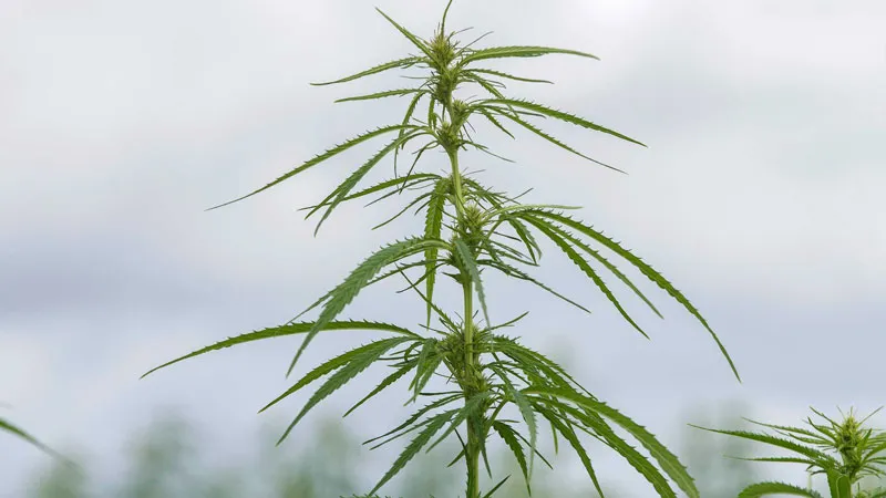 Landrace strains