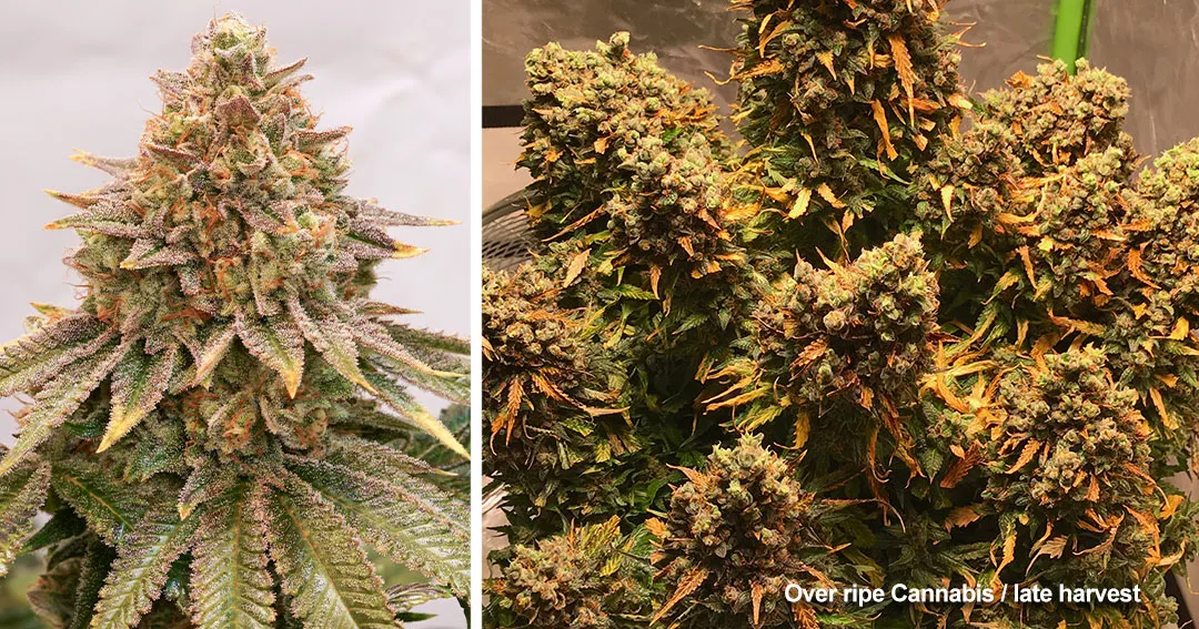 late-harvest-or-over-ripe-cannabis-plants-amber-trichomes
