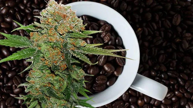A-cup-of-late-night-roast-coffee-combined-with-strong-indica-dutch-passion-seed-company-cannabis-and-drinks