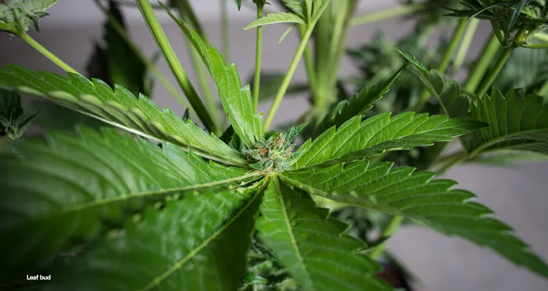 Leaf bud