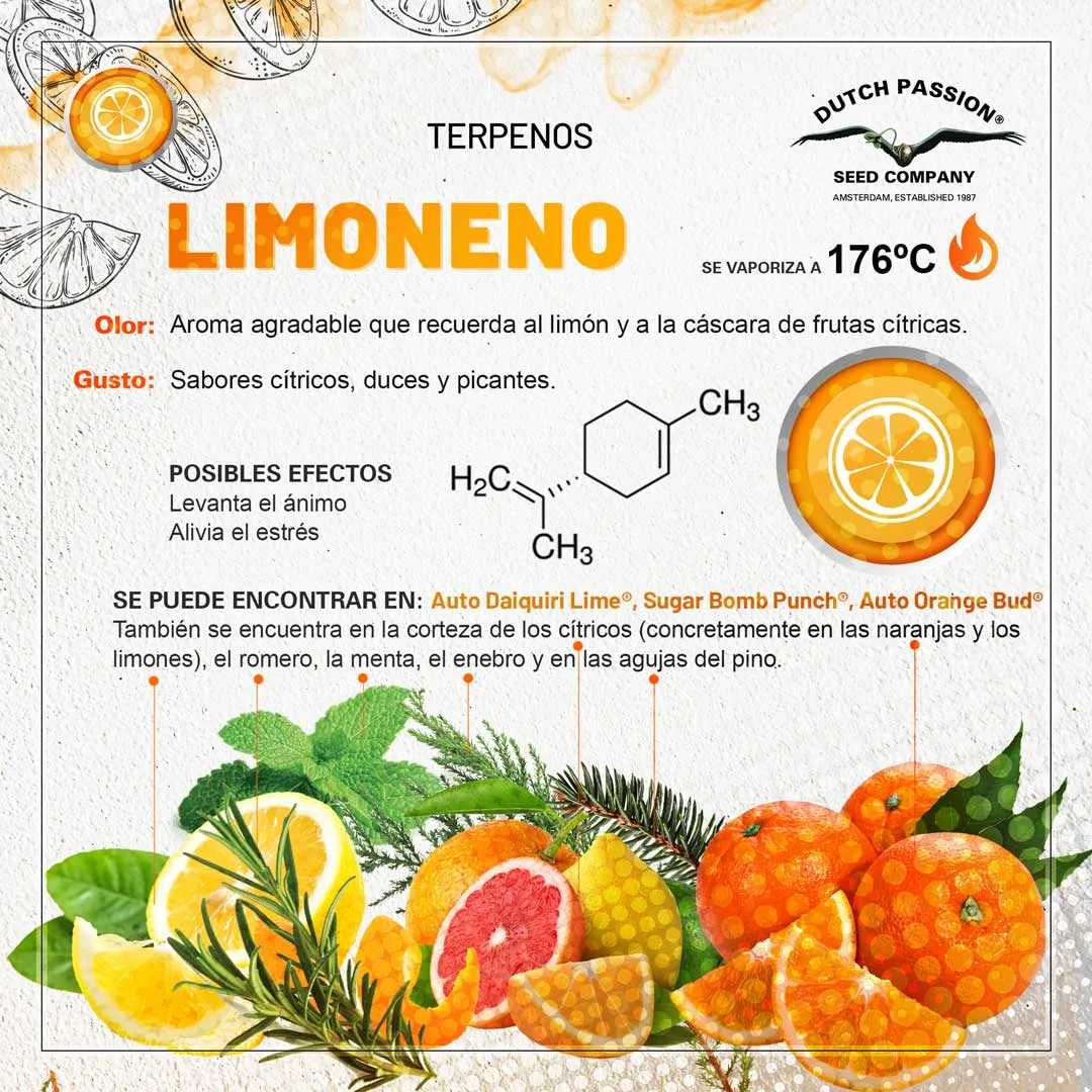 Limoneno: Guia de olor gusto y efectos