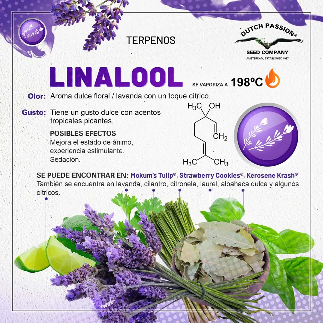 Linalool: Guia de olor gusto y efectos