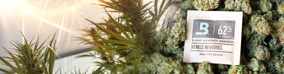 low-humidity-can-cause-terpene-degradation